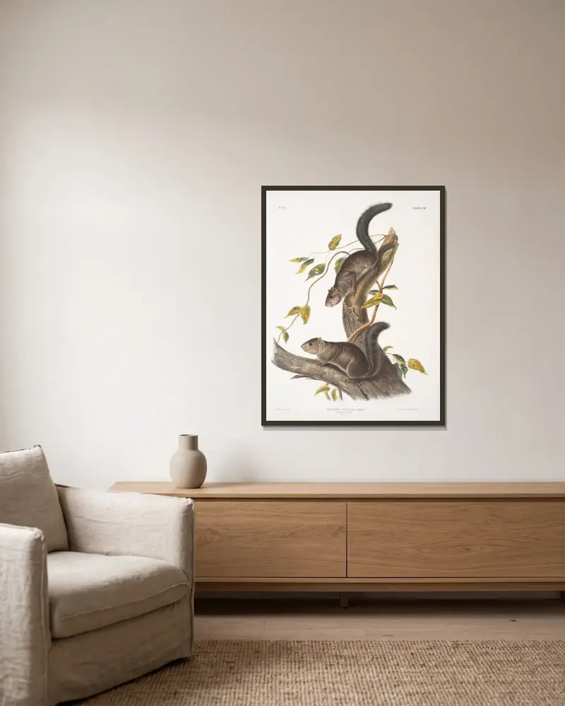 Sciurus colliaei, Collies ekorre. Naturlig storlek. av John Woodhouse Audubon inramad på en vägg