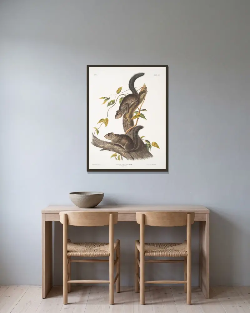 Sciurus colliaei, Collies ekorre. Naturlig storlek. av John Woodhouse Audubon inramad på en vägg