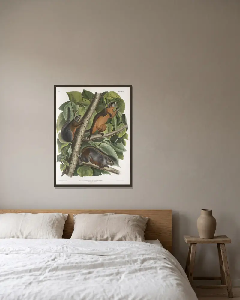 Sciurus feruginiventris, rödbukad ekorre. Naturlig storlek. Hane, hona och unge. av John Woodhouse Audubon inramad på en vägg