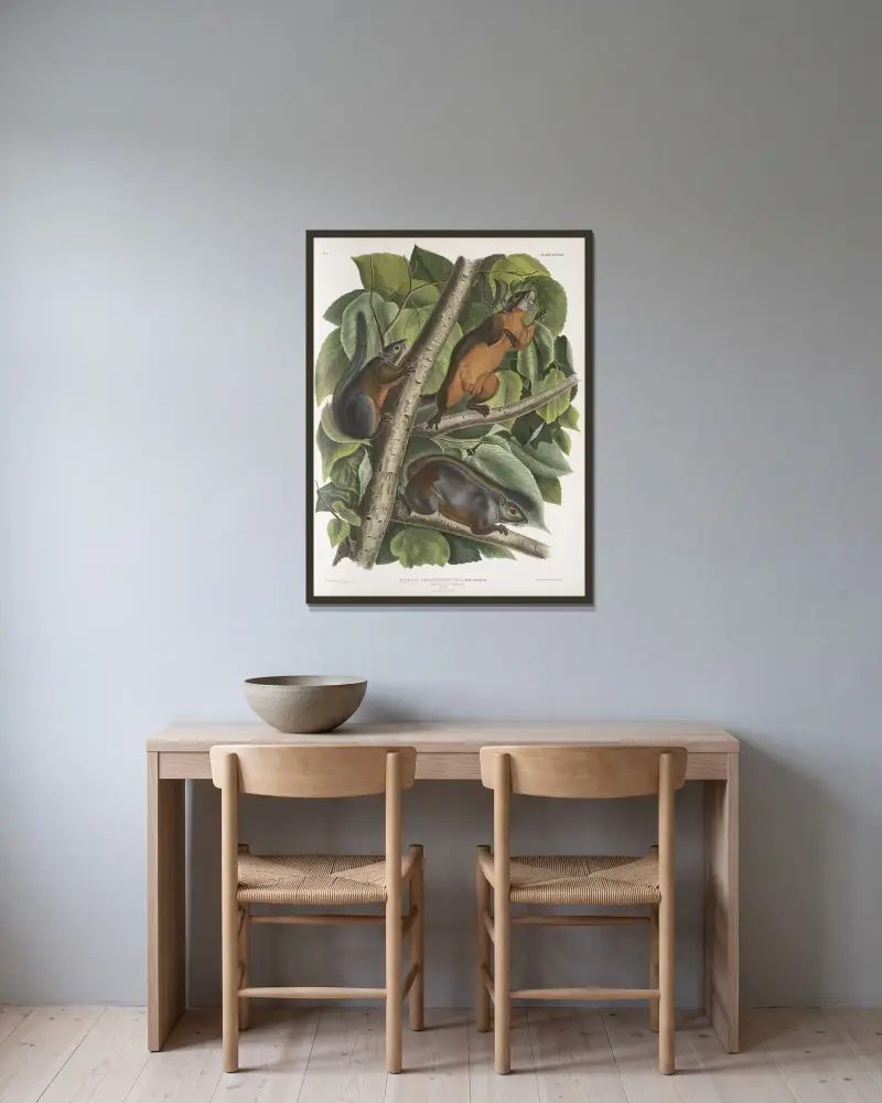Sciurus feruginiventris, rödbukad ekorre. Naturlig storlek. Hane, hona och unge. av John Woodhouse Audubon inramad på en vägg