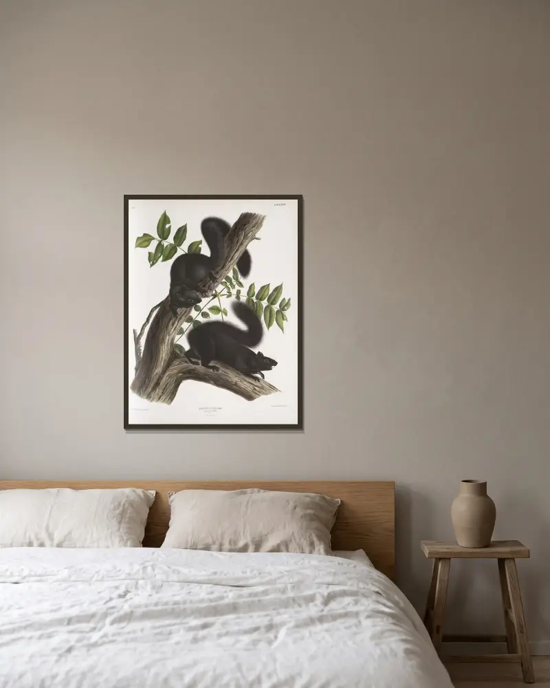 Svart ekorre i naturlig storlek av John Woodhouse Audubon inramad på en vägg