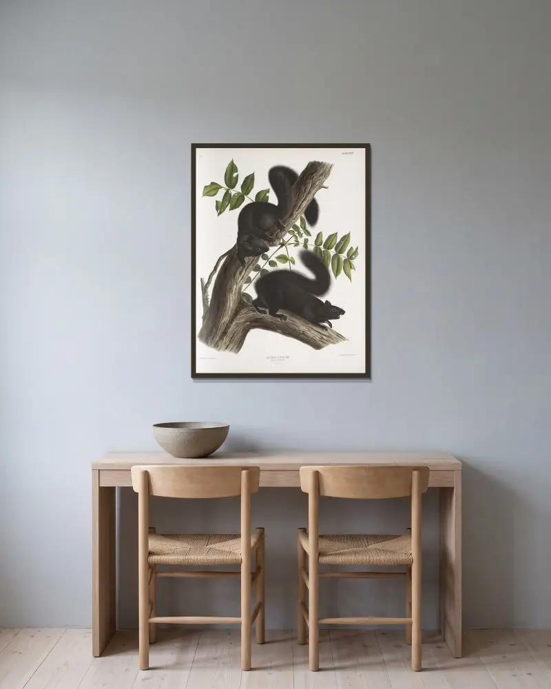 Svart ekorre i naturlig storlek av John Woodhouse Audubon inramad på en vägg