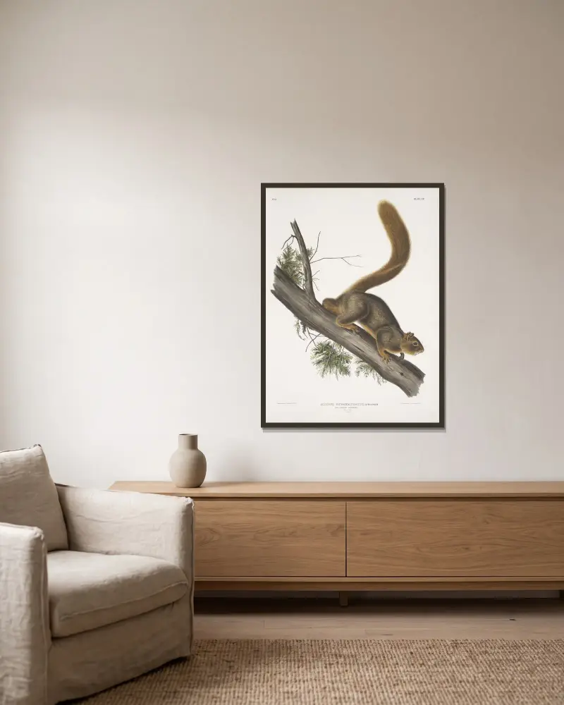 Rödsvansad ekorre, naturlig storlek. Hane. av John Woodhouse Audubon inramad på en vägg