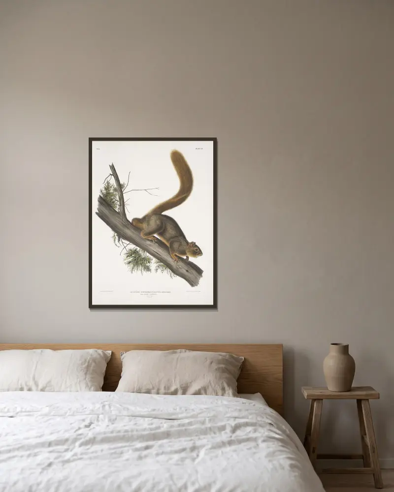 Rödsvansad ekorre, naturlig storlek. Hane. av John Woodhouse Audubon inramad på en vägg
