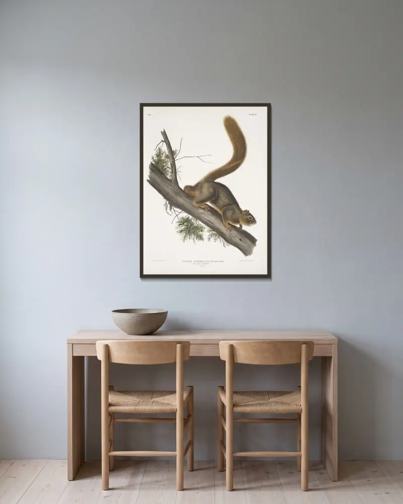 Rödsvansad ekorre, naturlig storlek. Hane. av John Woodhouse Audubon inramad på en vägg