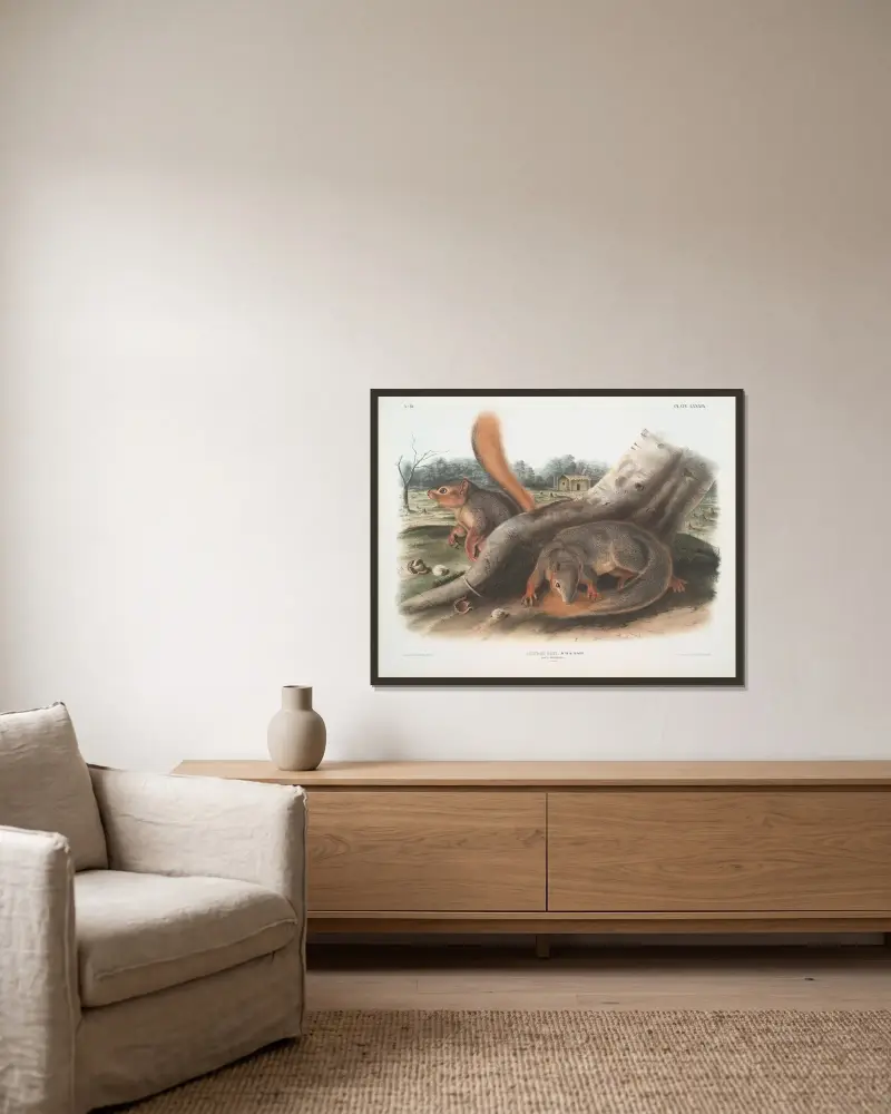 Sciurus Sayi, Says ekorre (naturlig storlek) av John Woodhouse Audubon inramad på en vägg