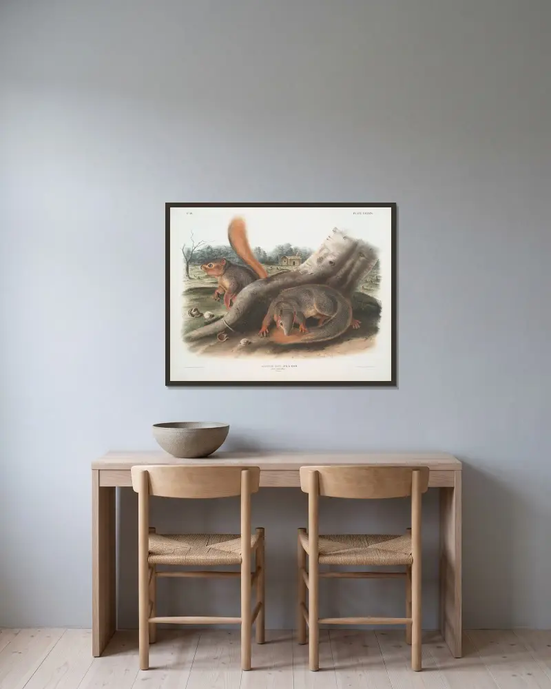 Sciurus Sayi, Says ekorre (naturlig storlek) av John Woodhouse Audubon inramad på en vägg