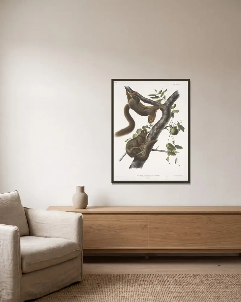 Sciurus sub-auratus, orangebukad ekorre. Hane och hona. Naturlig storlek. av John Woodhouse Audubon inramad på en vägg
