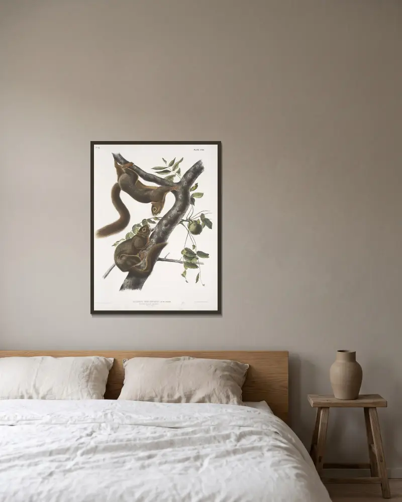 Sciurus sub-auratus, orangebukad ekorre. Hane och hona. Naturlig storlek. av John Woodhouse Audubon inramad på en vägg