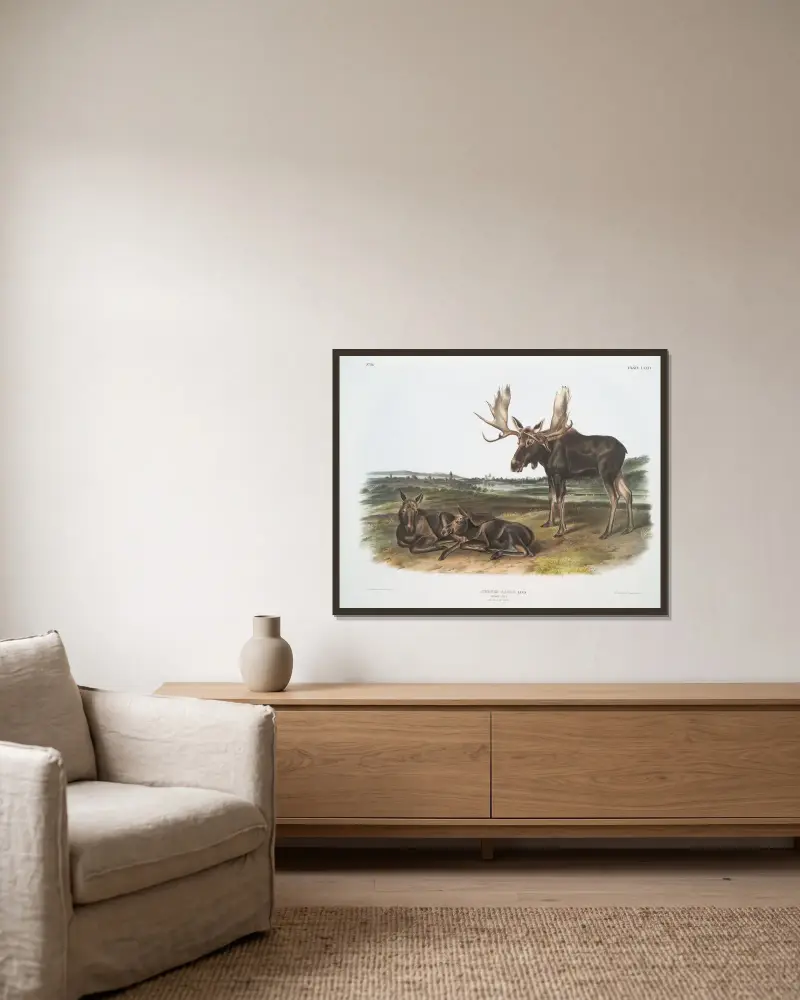 Älg, gammal hane och ungdjur av John Woodhouse Audubon inramad på en vägg