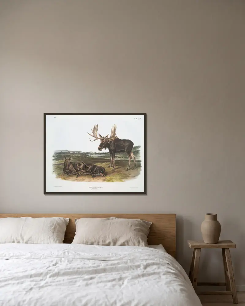 Älg, gammal hane och ungdjur av John Woodhouse Audubon inramad på en vägg