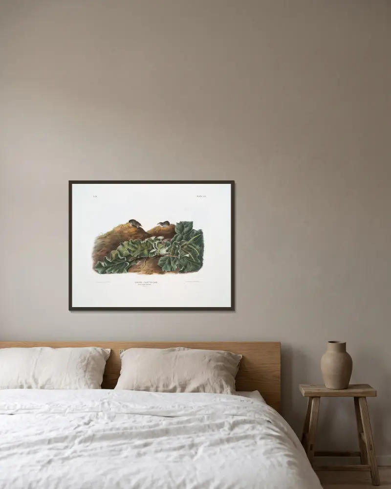 Sorex parvus, Says minsta näbbmus. Naturlig storlek. av John Woodhouse Audubon inramad på en vägg