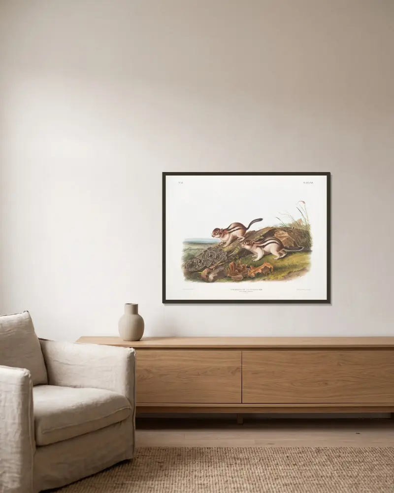 Spermophilus lateralis, Says Murmeltierhörnchen. In natürlicher Größe. von John Woodhouse Audubon gerahmt an einer Wand