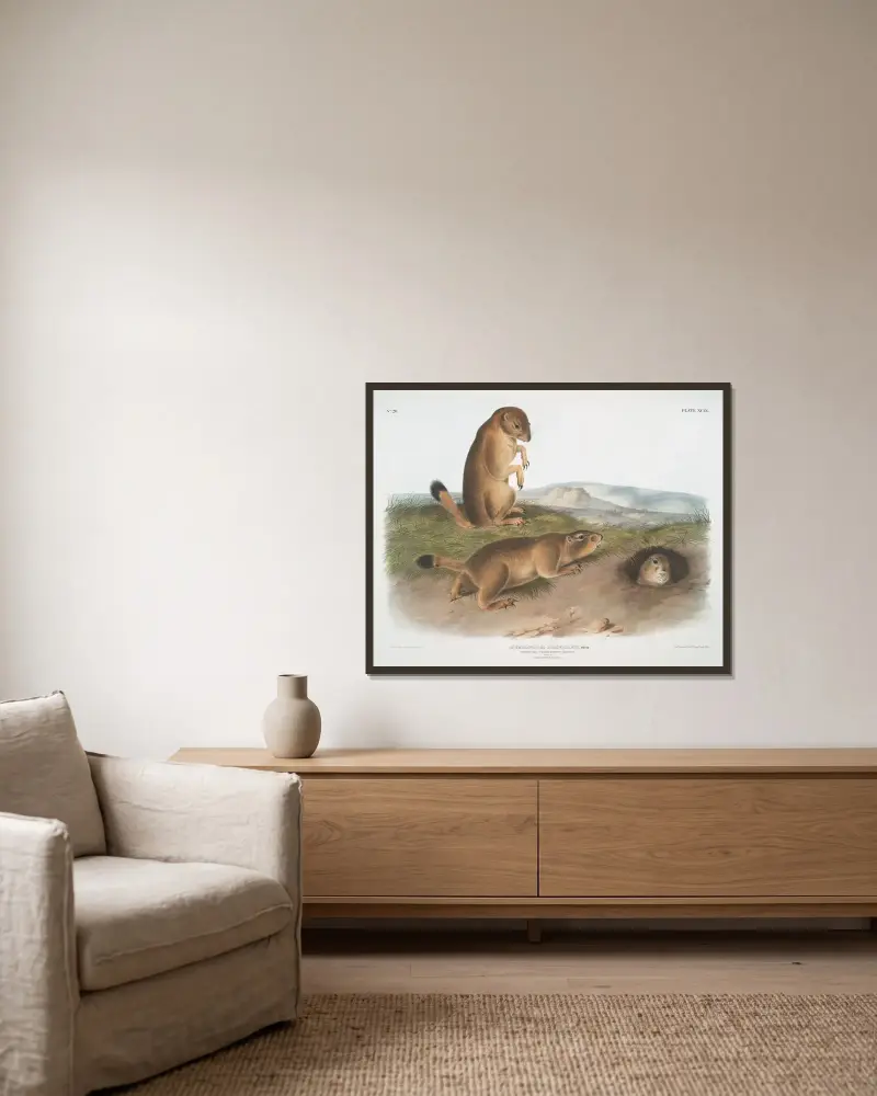 Spermophilus ludovicianus, Präriehund – Präriemurmeltier-Eichhörnchen in natürlicher Größe. 1. Männchen, 2. Weibchen, 3. Junges. von John Woodhouse Audubon gerahmt an einer Wand