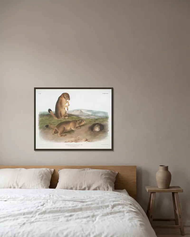 Spermophilus ludovicianus, Präriehund – Präriemurmeltier-Eichhörnchen in natürlicher Größe. 1. Männchen, 2. Weibchen, 3. Junges. von John Woodhouse Audubon gerahmt an einer Wand