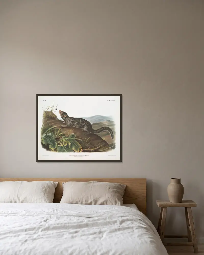 Spermophilus macrourus, långhalad spermofil. Hane. Naturlig storlek. av John Woodhouse Audubon inramad på en vägg