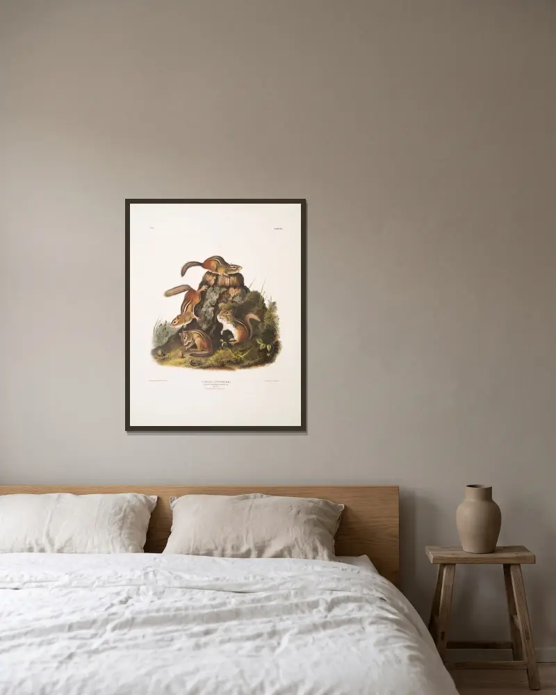 Tamias Lysterii, Streifenhörnchen, Hackee u. a. Natürliche Größe. Männchen, Weibchen und Jungtier, erster Herbst von John Woodhouse Audubon gerahmt an einer Wand