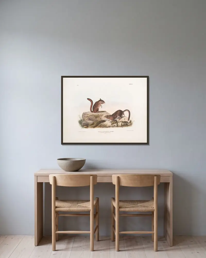 Tamias Townsendii, Townsends jordekorre. Naturlig storlek av John Woodhouse Audubon inramad på en vägg
