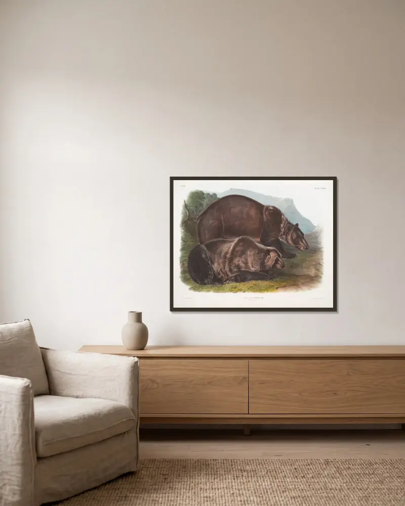 Ursus ferox, grizzlybjörn. Hanar. av John Woodhouse Audubon inramad på en vägg