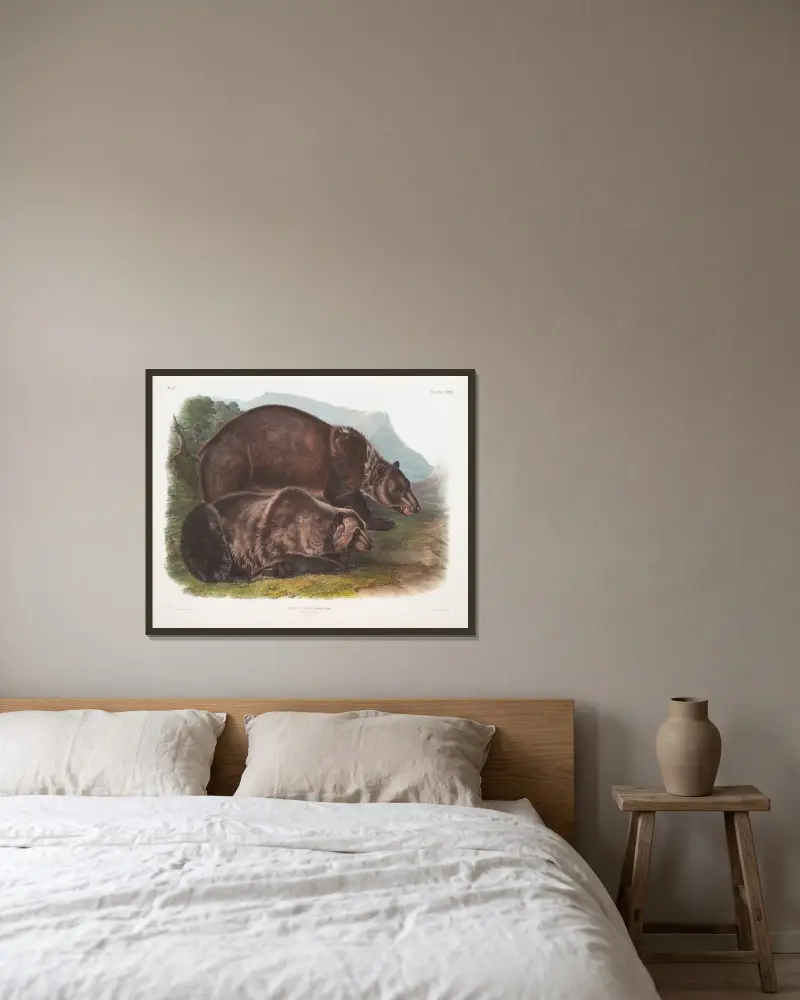 Ursus ferox, grizzlybjörn. Hanar. av John Woodhouse Audubon inramad på en vägg