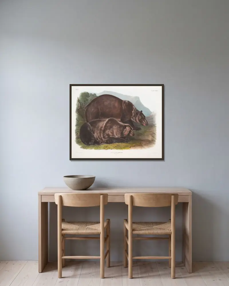 Ursus ferox, grizzlybjörn. Hanar. av John Woodhouse Audubon inramad på en vägg