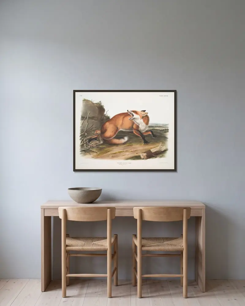 Vulpes Fulvus, amerikansk rödräv. (Hane.) av John Woodhouse Audubon inramad på en vägg