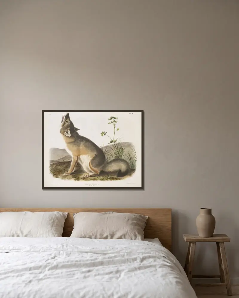 Vulpes velox, Swift Fox. Natural size. Male. von John Woodhouse Audubon gerahmt an einer Wand
