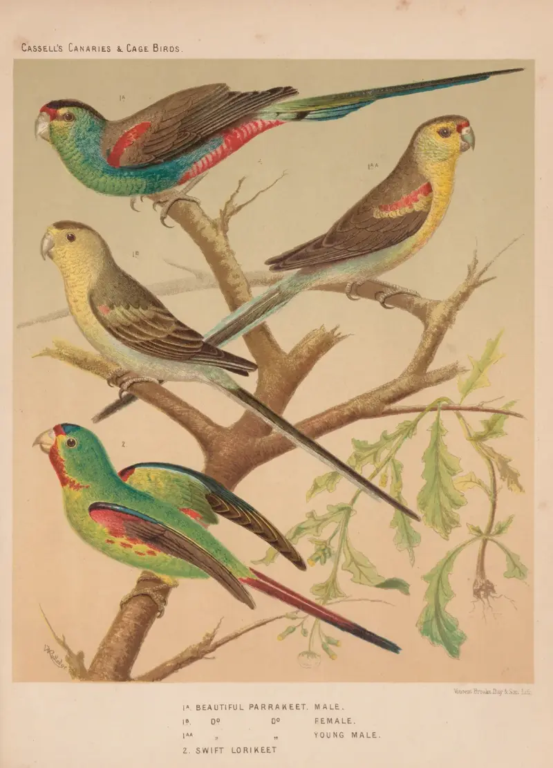 Schöne Sittiche, Swift Lorikeet von W. A . Blakston