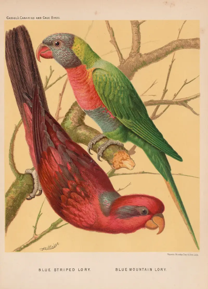 Blue-striped Lory, Blue Mountain Lory av W. A . Blakston
