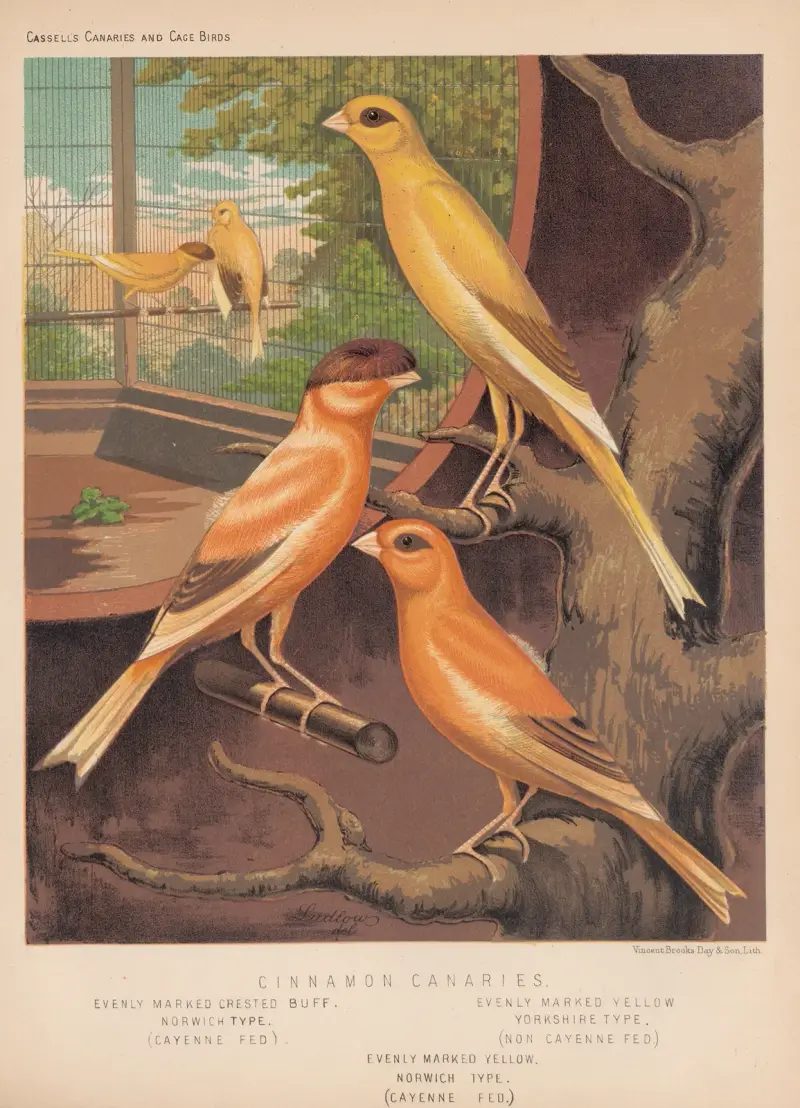 Cinnamon Canaries, Marked and Crested Types av W. A . Blakston