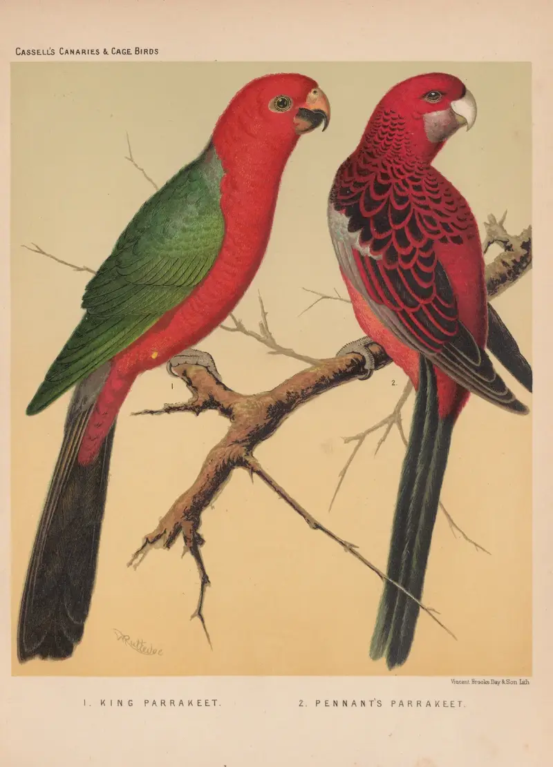 Königssittich und Pennantsittich von W. A . Blakston