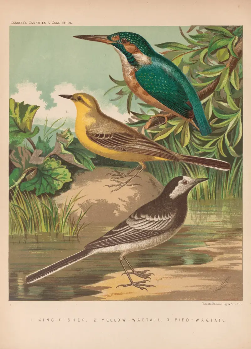 Eisvogel, Bachstelzen von W. A . Blakston
