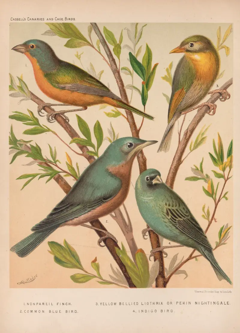 Nonpareil Finch, Blue Bird, Pekin Nightingale, Indigo-bird av W. A . Blakston