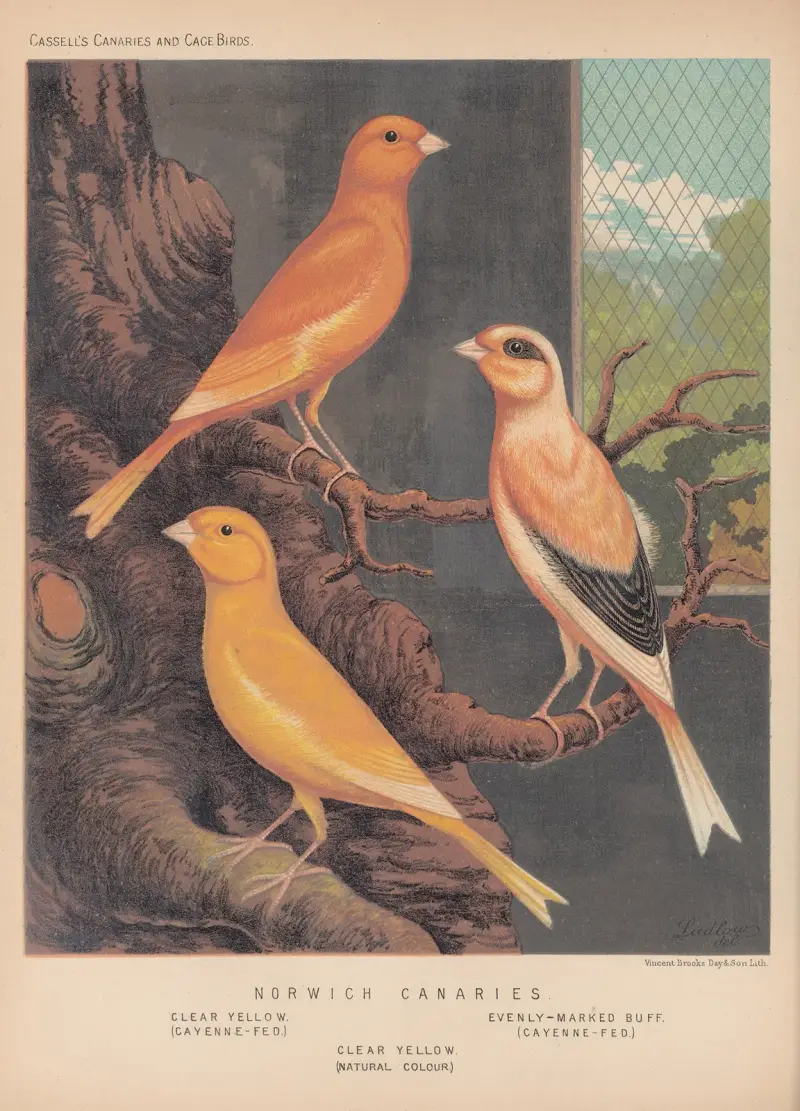 Norwich Canaries—Clear Yellow, Evenly-marked Buff av W. A . Blakston