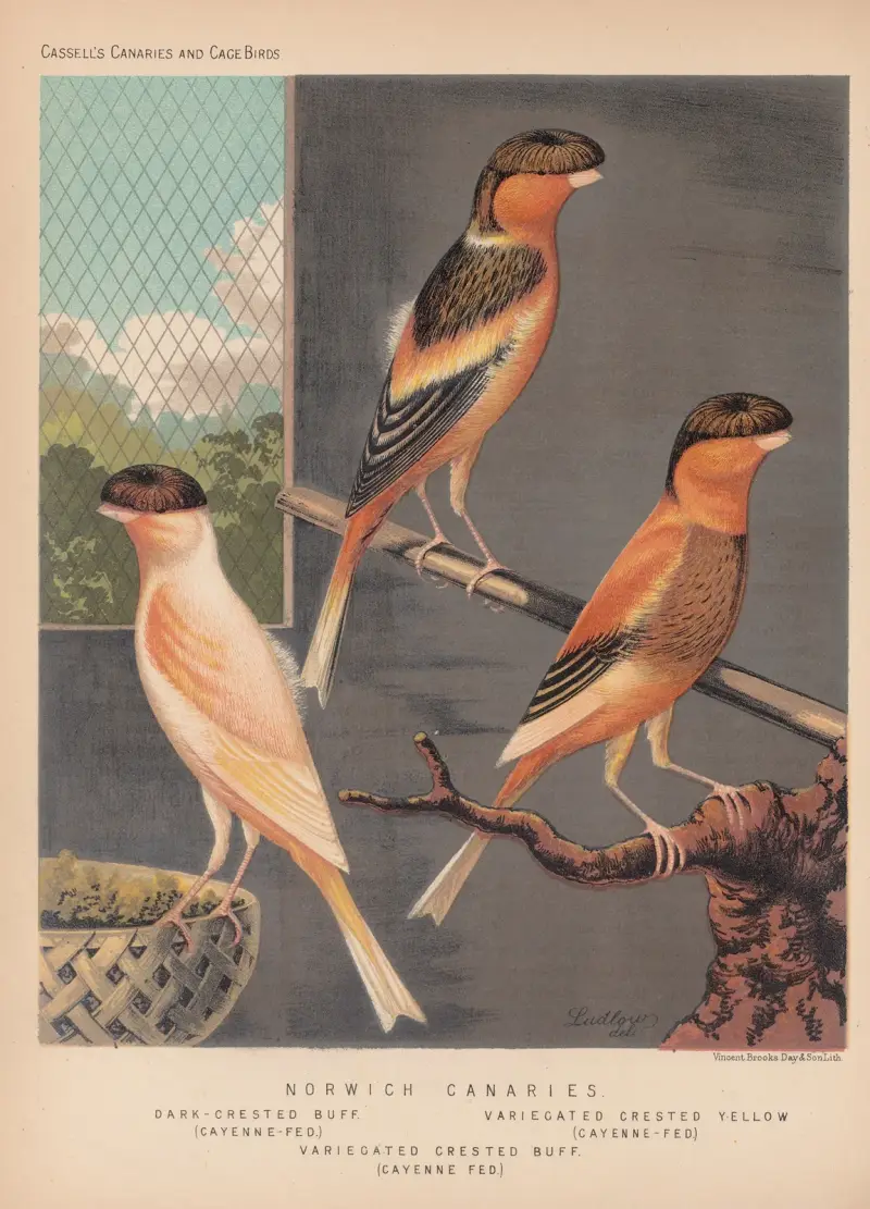 Norwich Canaries—Dark-crested Buff, Variegated crested yellow, Variegated Crested Buff av W. A . Blakston