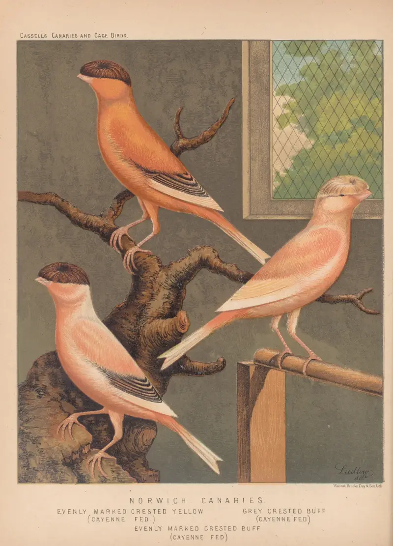 Norwich Canaries—Evenly-marked crested yellows, Grey-crested Buff, Evenly-marked Buff av W. A . Blakston