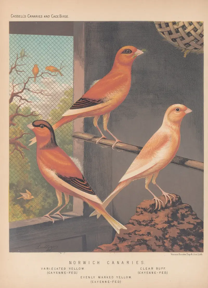 Norwich Canaries—Variegated yellow, Evenly-marked Yellow, Clear Buff av W. A . Blakston