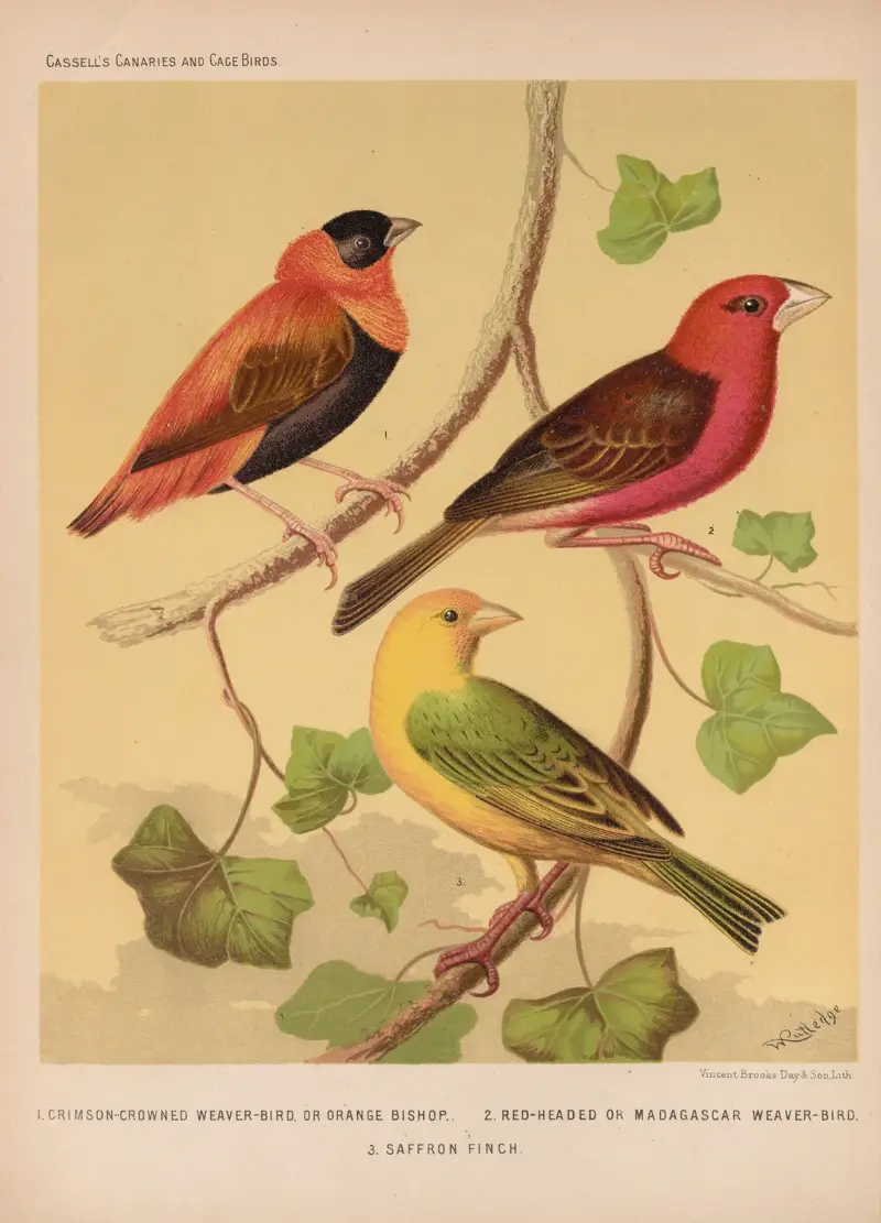 Orange Bishop and Madagascar, Saffron Finch av W. A . Blakston