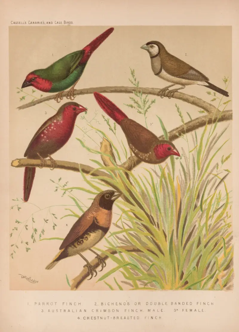 Parrot Finch, Bicheno’s Finch, Australian Crimson Finch, Chestnut-breasted Finch av W. A . Blakston