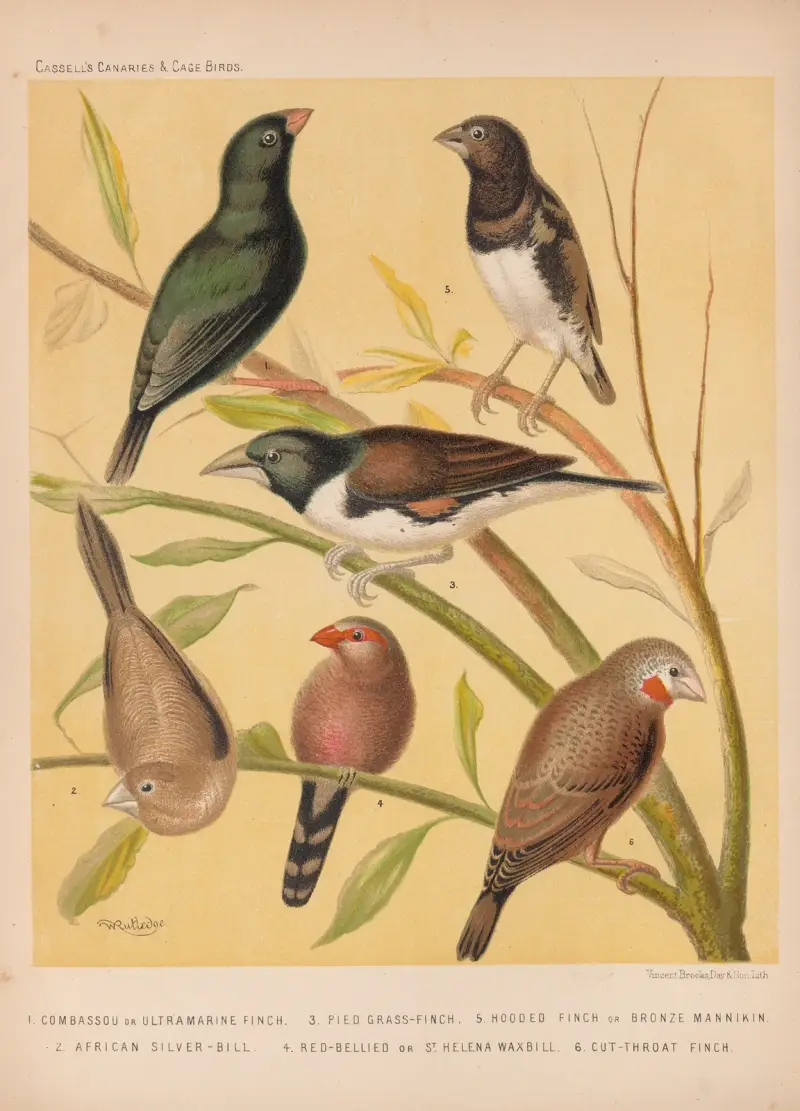 Ultramarine Finch, Pied Grass Finch, Bronze Manakin, Silver-bill, St. Helena Waxbill, Cut-throat av W. A . Blakston