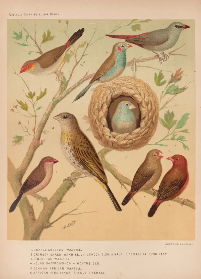 Waxbills, Saffron Finch, African Fire Finch av W. A . Blakston