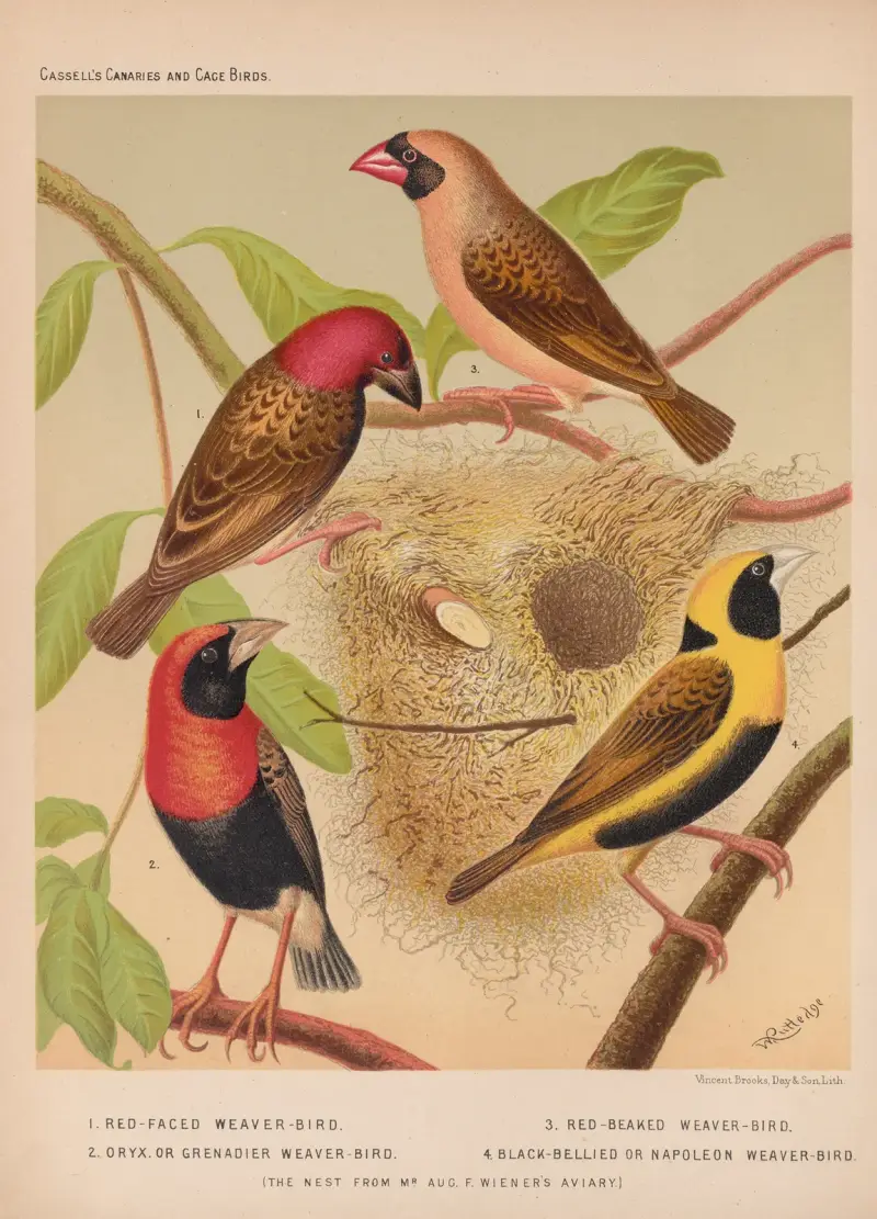Weaver-birds-Oryx, Red-headed, Napoleon Weavers av W. A . Blakston