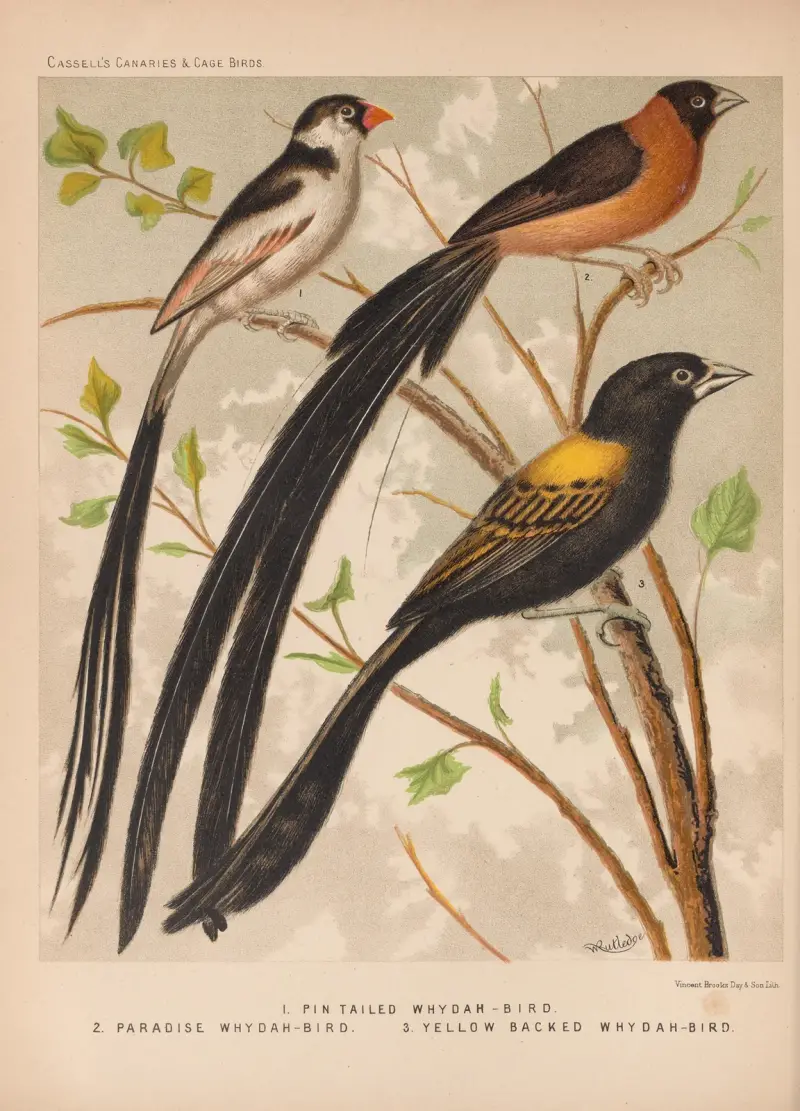 Whydah birds-Paradise, Yellow-backed, Pin tailed av W. A . Blakston