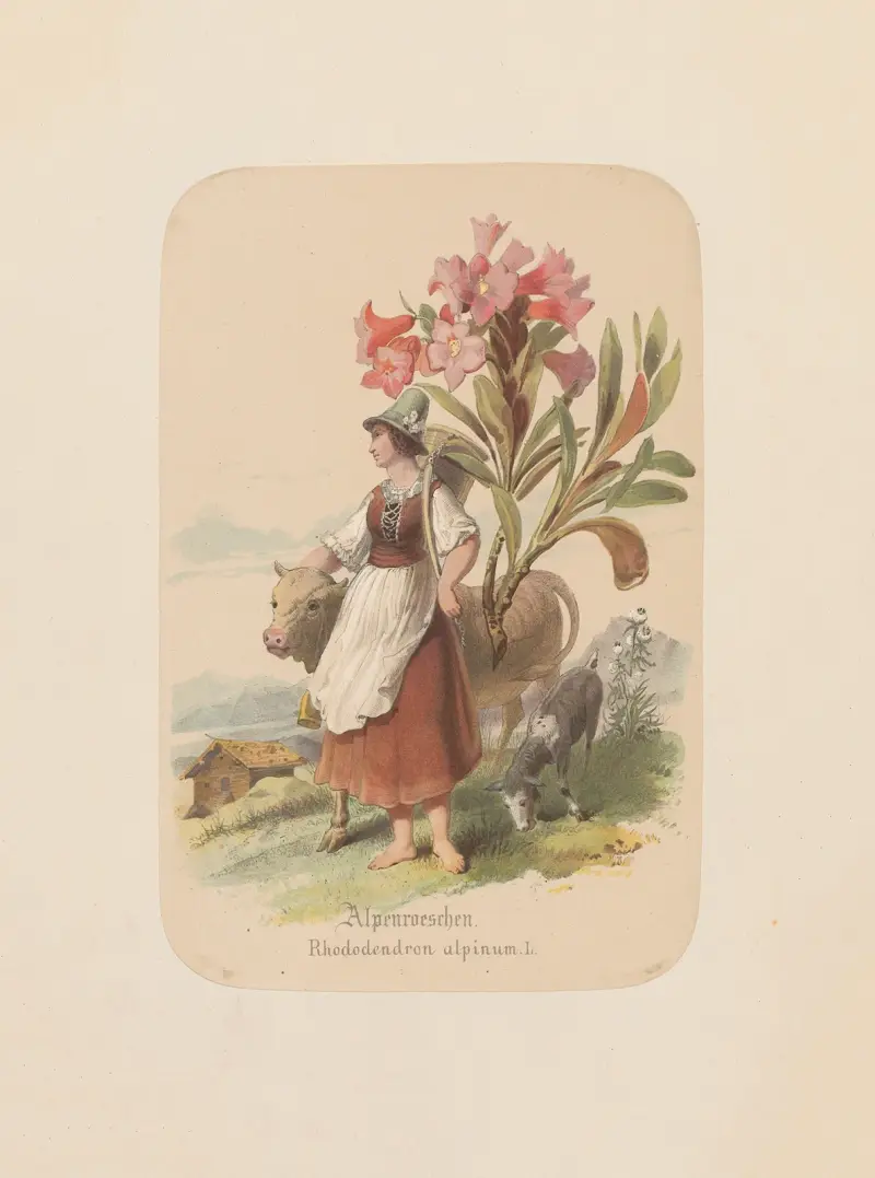 Alprosor. Rhododendron alpinum av Adolf Schrödter
