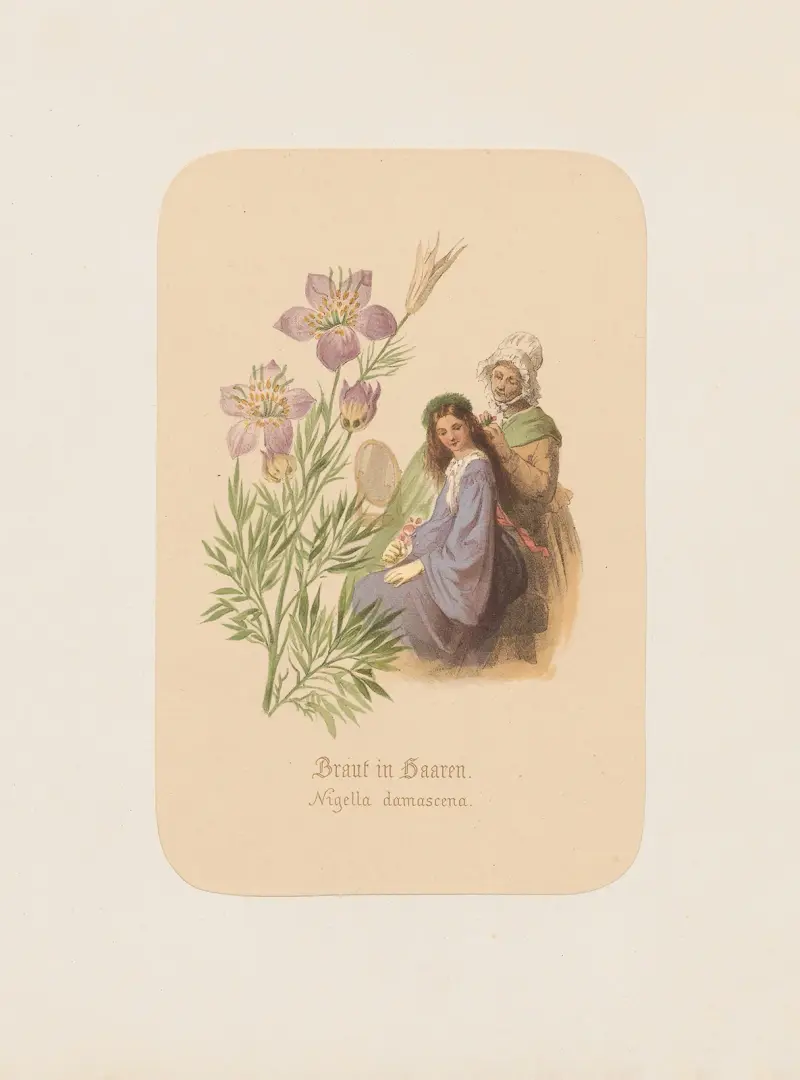 Brud i håret. Nigella damascena av Adolf Schrödter