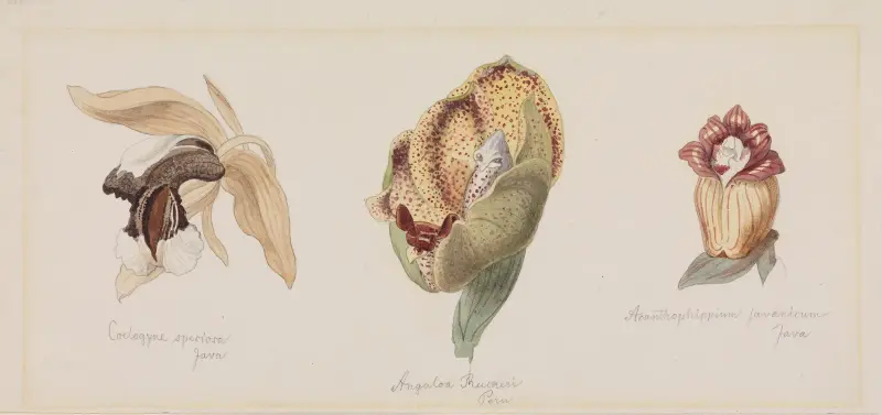 Tre olika orkidéblommor av Adolf Schrödter