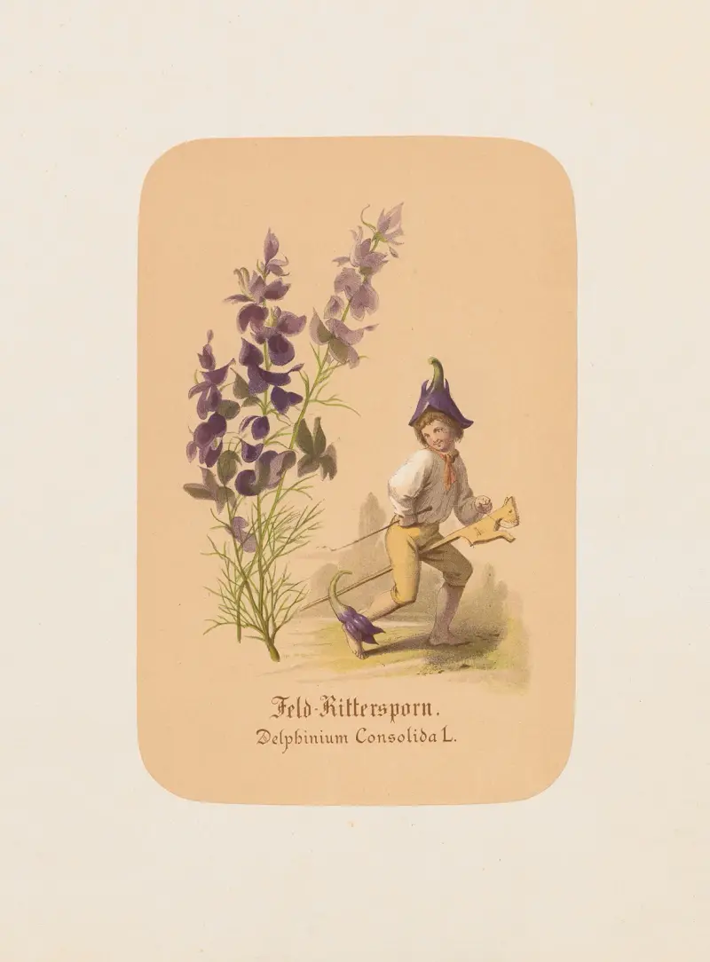 Fältriddarsporre. Delphinium Consolida av Adolf Schrödter