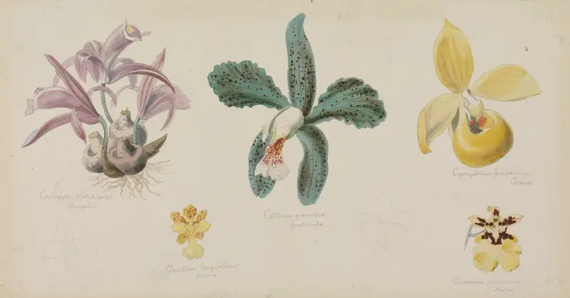 Fem olika orkidéblommor av Adolf Schrödter