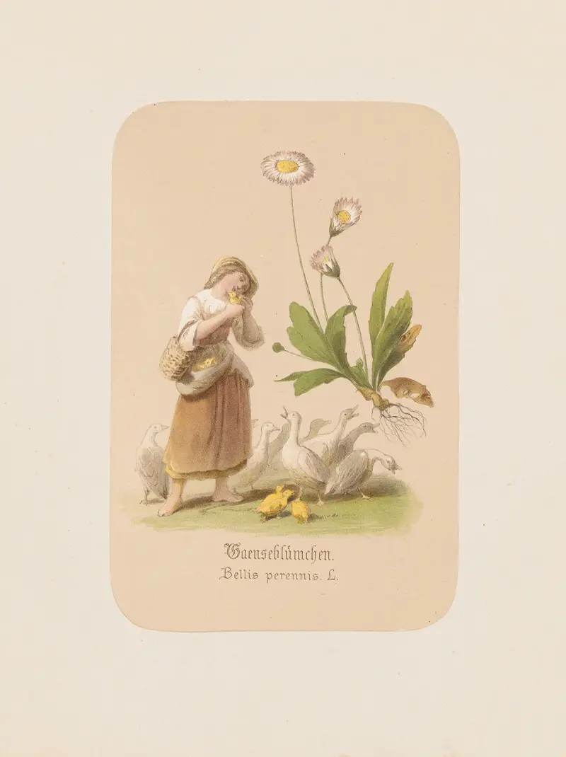 Tusensköna. Bellis perennis av Adolf Schrödter