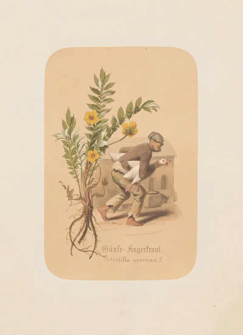 Gåsört. Potentilla anserina av Adolf Schrödter